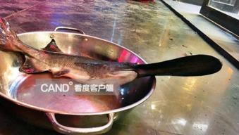 鱼仔被爆料家暴视频,真相背后令人震惊