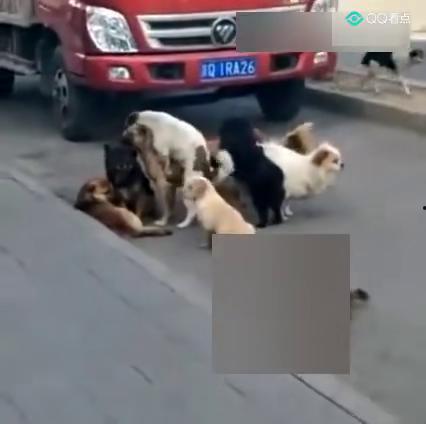 黑哥爆料的视频的微博是什么,幕后真相大起底