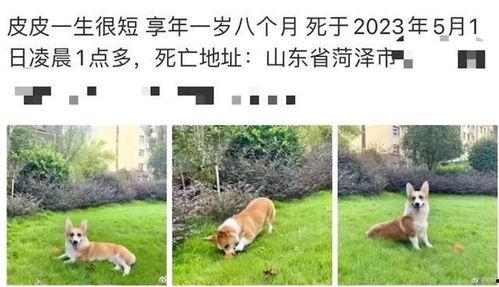 柯基被杀女子爆料视频,惊心动魄的复仇之路
