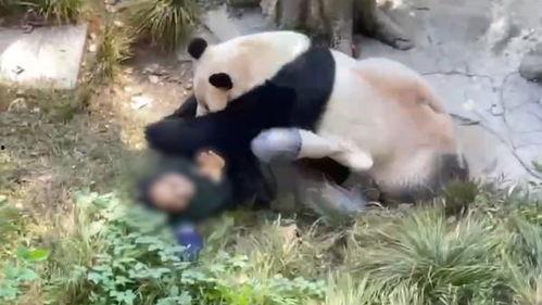爆料熊猫事件视频大全最新,视频大全背后的惊人真相