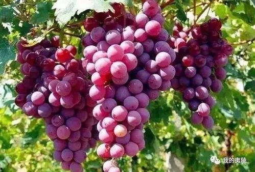 葡萄爆料视频大全集播放,精彩瞬间回顾