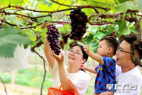 葡萄爆料视频大全集播放,精彩瞬间回顾