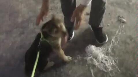 视频爆料狗狗视频大全,视频爆料萌宠瞬间