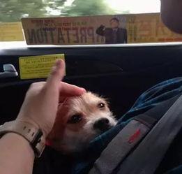 视频爆料狗狗视频大全,视频爆料萌宠瞬间