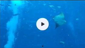 水底世界爆料视频大全下载,水底世界爆料视频大全下载精选集锦