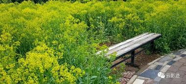 甘棠公园爆料事件视频,真相究竟如何？