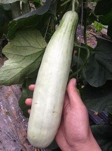 可以吃网红瓜的连接,跟随链接探寻网络热点背后的故事