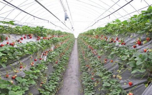 大棚草莓爆料视频大全集,全方位爆料视频大全集深度解析