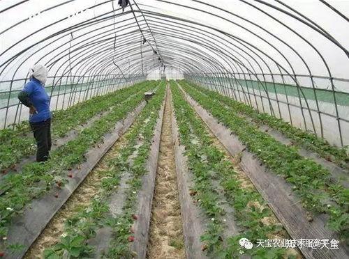 大棚草莓爆料视频大全集,全方位爆料视频大全集深度解析