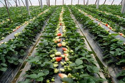 大棚草莓爆料视频大全集,全方位爆料视频大全集深度解析