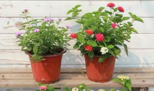 象园高架桥爆料视频最新,现场实况直击，揭秘工程进展与挑战