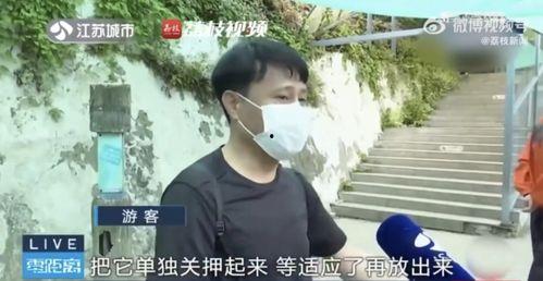 吃瓜网红打架,一场网络暴力与正义的较量