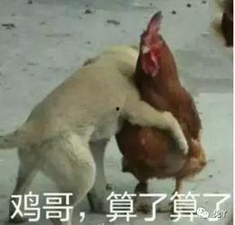 鸡哥早期爆料图片视频大全,图片视频大全回顾