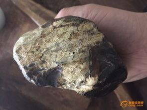 琥珀蛇化石爆料视频,穿越时空的史前生物奇观