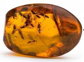 琥珀蛇化石爆料视频,穿越时空的史前生物奇观