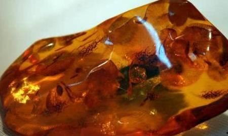 琥珀蛇化石爆料视频,穿越时空的史前生物奇观